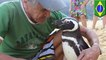 Penguin rescued by elderly man swims 5000 miles every year to visit him