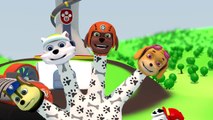 Paw patrol Zuma finger family nursery Rhymes | Daddy finger pups song for kids