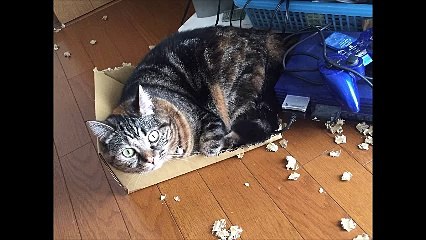 【林田学人2ch】愛すべき『バカ猫』