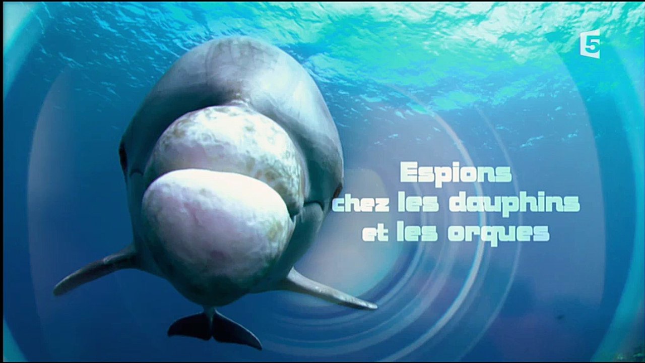 Espions chez les dauphins et les orques French 2016