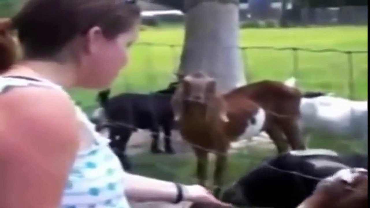 Funniest Goats Fail & Screaming Compilation 2016