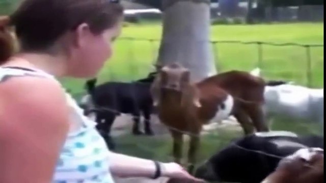 Funniest Goats Fail & Screaming Compilation 2016