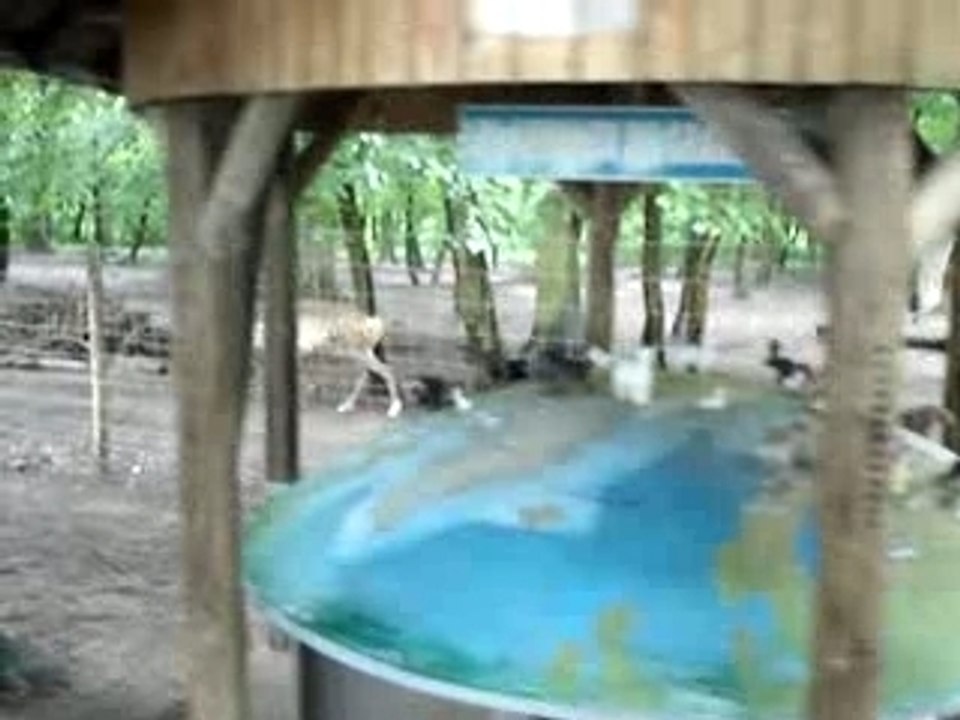 Les rennes à Sainte Croix