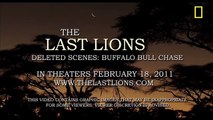 Buffalo Bull Chase - The Last Lions Deleted Scenes.