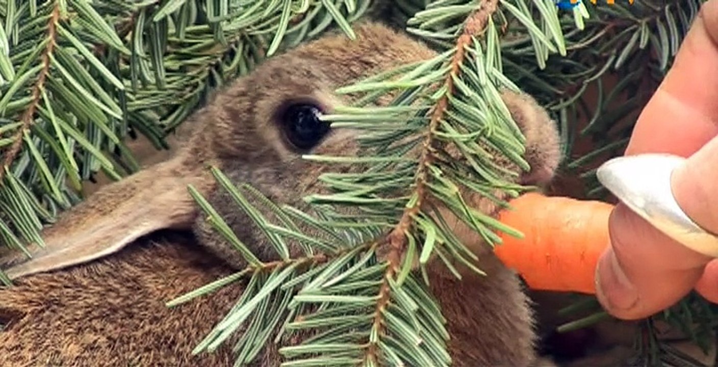 belgesel - DAĞ EVİ - bölüm 7