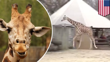 Giraffe skips for joy after being let out of zoo pen to enjoy warm weather