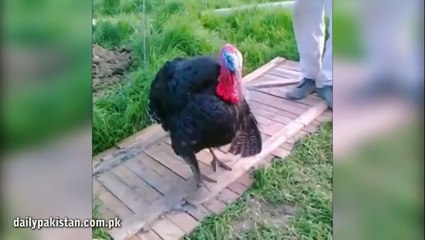 دنیا بھر سے سامنے آنے والی ویڈیوز،پارٹ 31
