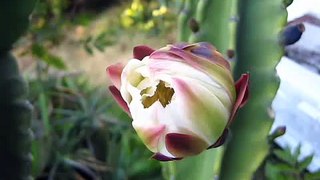 Timelapse: Cereus Cactus Bloom Opening