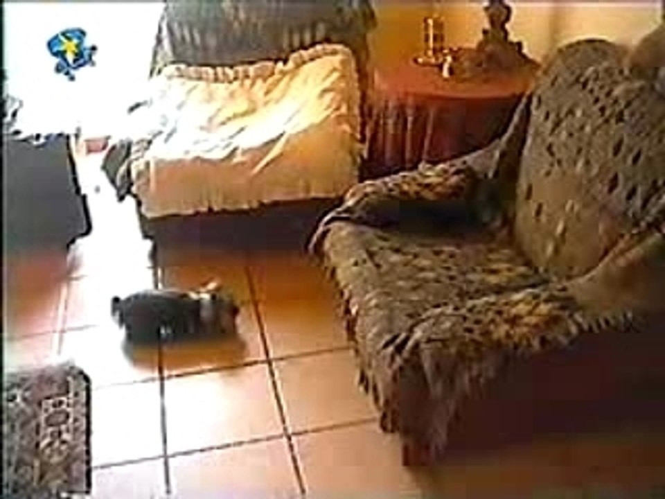 Un amour de chien...!!!