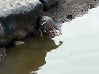 Clever Bird Goes Fishing