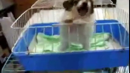 Top 5 Funny Weird Voices Dogs Cute Puppy