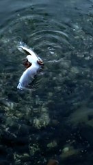 Une pieuvre capture une mouette et la noie. Monde cruel