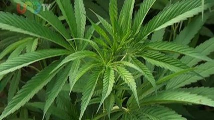 Alejandra Cullen |  Vamos a felicitar a la SCJN y luchemos por su autonomía