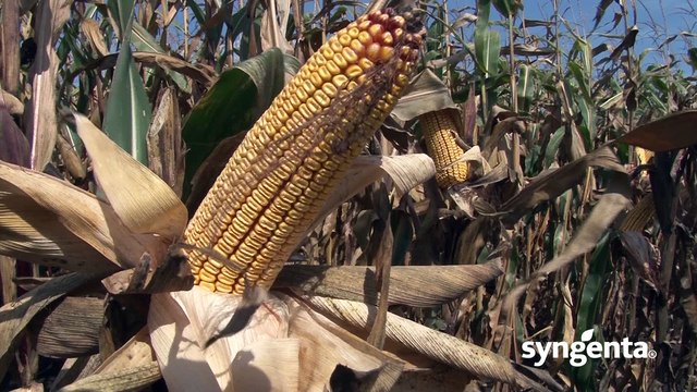 Syngenta hibridi kukuruza - NK Helico_441_27.02.2016.