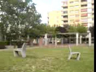 Gato pazabrazo boly