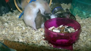 Hamster Mating 적나라한 짝짓기