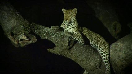 This is what Safari Live is all about! This is why we watch!!