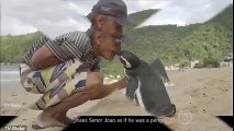 dindim Penguin swims 5,000 MILES every year to meet Brazilian man who Saved him