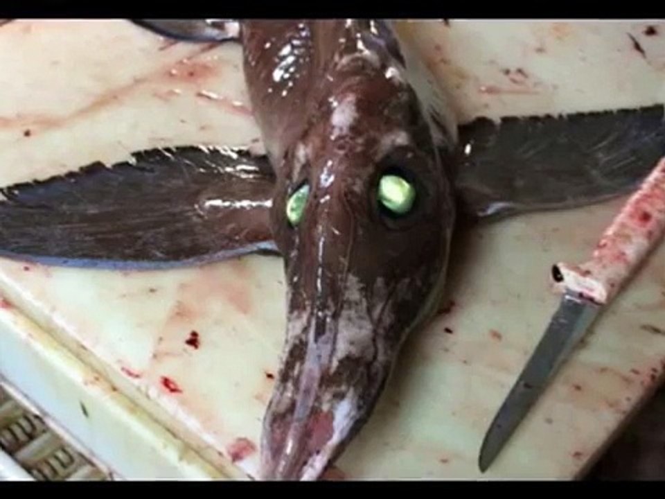 Weird 'alien' fish with glowing evil 'eyes' and wings caught by stunned fishermen