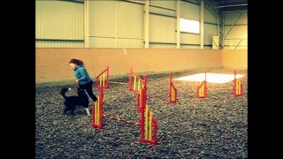 Our first year in agility [Jovi]