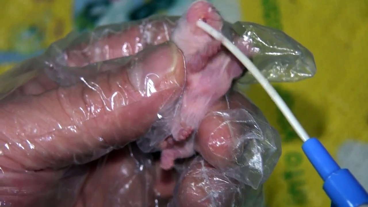 골든햄스터 새끼 긴급수유