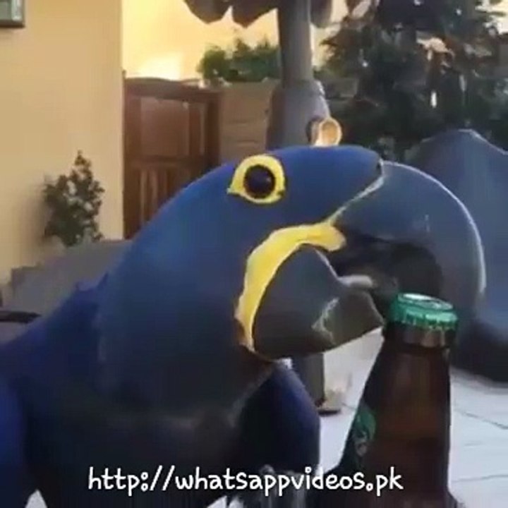 parrot tallent funny video