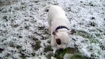 18.2 LECHIEN de STAFFORDLAND