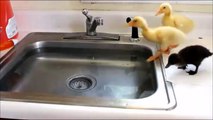 L'heure du bain pour ces petits canards adorables