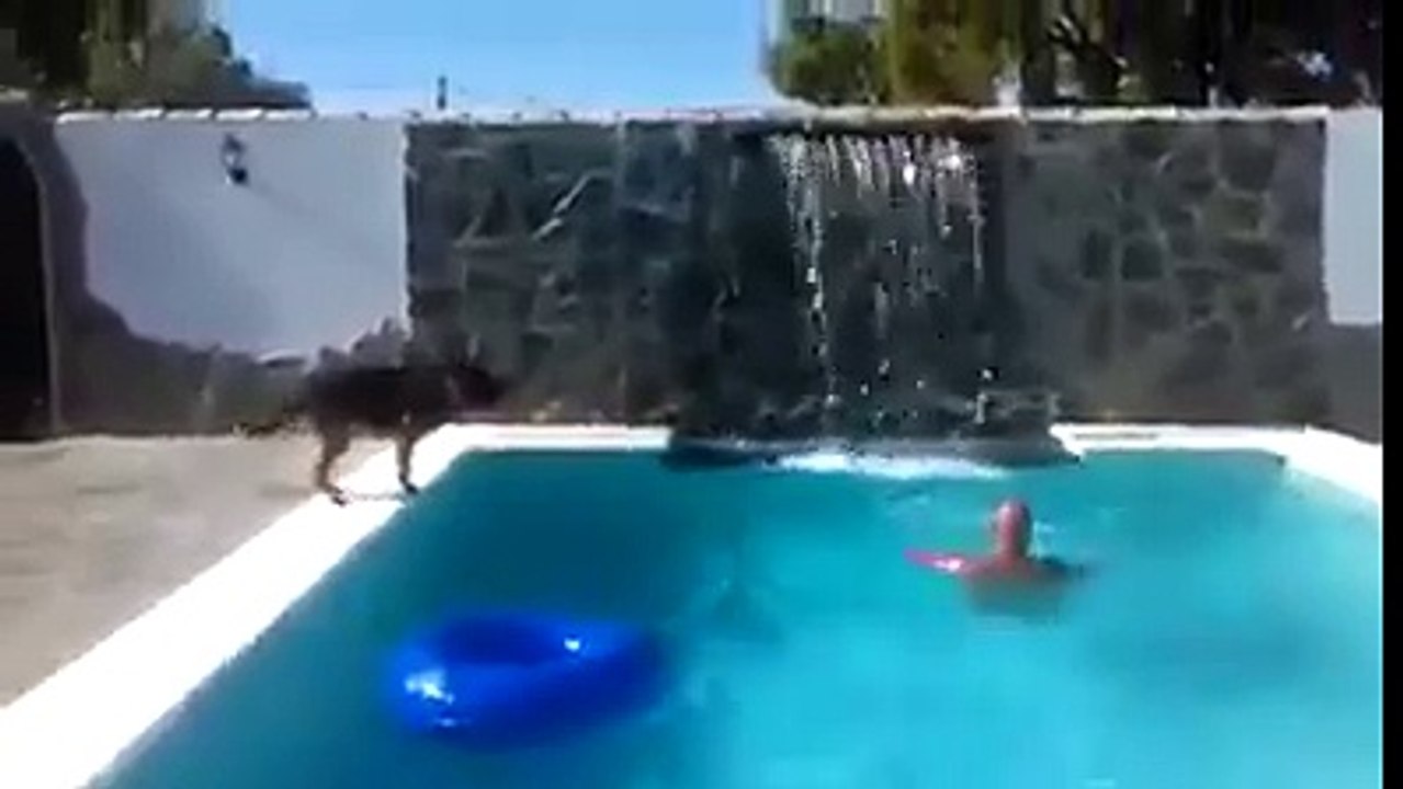 Un chien sauve son maitre qui fait semblant de se noyer