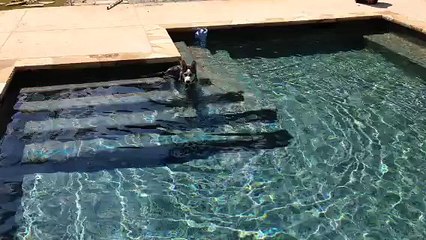 Husky puppy's first time swimming