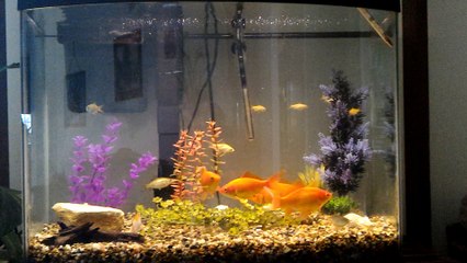 35 Gallon Bow Front Aquarium