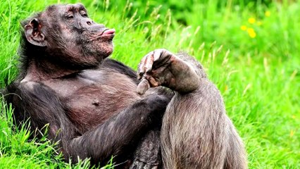 ЧУДЕСА ЧЕЛОВЕЧЕСКОГО ТЕЛА.