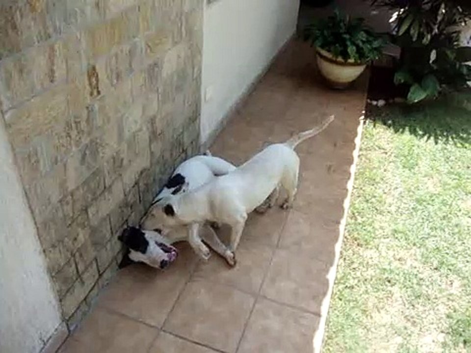 Bull Terrier fight