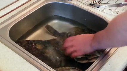 Как чистить камбалу