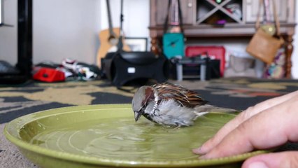 Воробушек принимает ванну