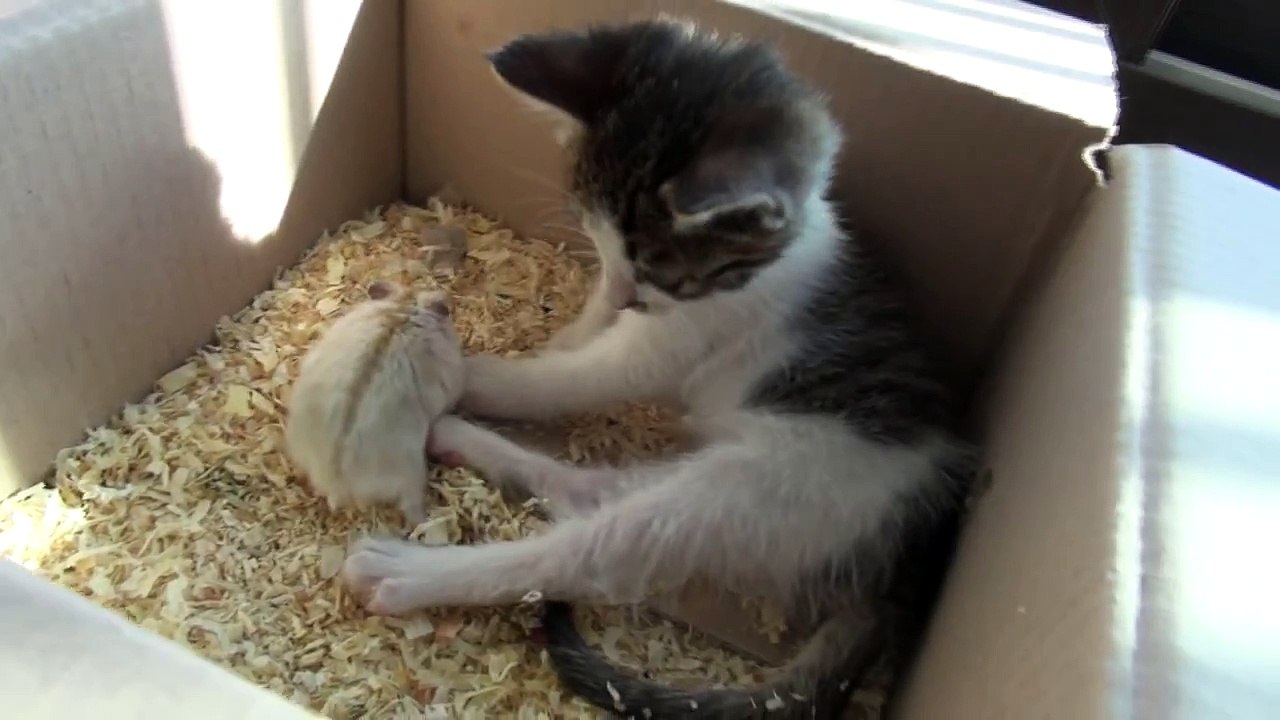 the cat is scared of hamster 햄스터가 무서운 고양이