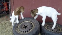 When Baby Goats Attack