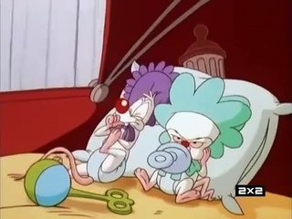 Pinky, Elmyra and the Brain Short Intro