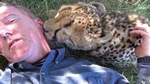 Stava distesa sull'erba quando un ghepardo si avvicina e fa qualcosa di inaspettato!