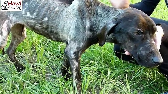 Era malata e piena di zecche ma quando la salvano si trasforma. Guardate!