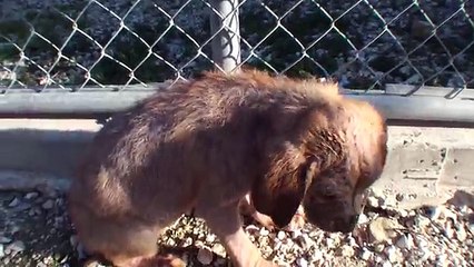 Stava per essere soppresso ma guardate cosa è accaduto...