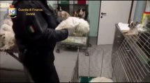 Gorizia - sequestro 41 cuccioli provenienti da Ungheria: 3 denunce