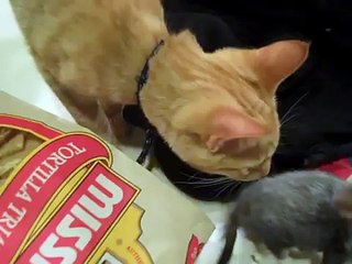 For your Viewing Pleasure: Random Animals