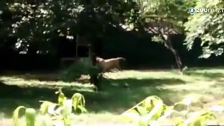 Espeluznante: tigre blanco mata adolescente en un zoo