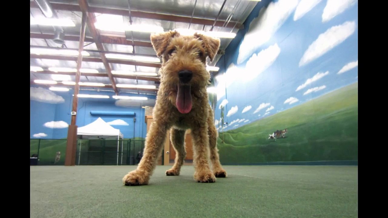 Dog Boarding Encinitas