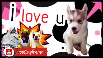 เชอบัว ยูโร มายา ตอนที่ 32 I Love You