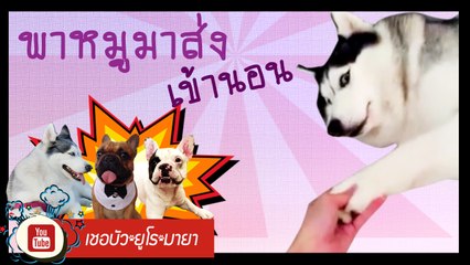 เชอบัว ยูโร มายา ตอนที่ 34 พาหมูมาส่งเข้านอน นอนเยอะๆ จะได้ไม่อ้วน