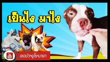 เชอบัว ยูโร มายา ตอนที่ 35 เป็นไง? มาไง?