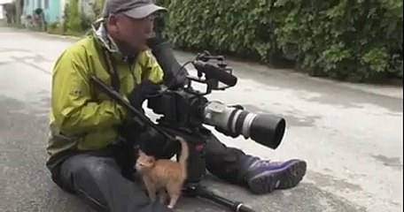 When I'm trying to film-Cute Kitty Video