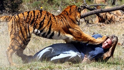 Tiger Attacks Man - Real Tiger Attack Stunt - Whatsapp Funny Video